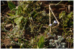 Wahlenbergia marginata